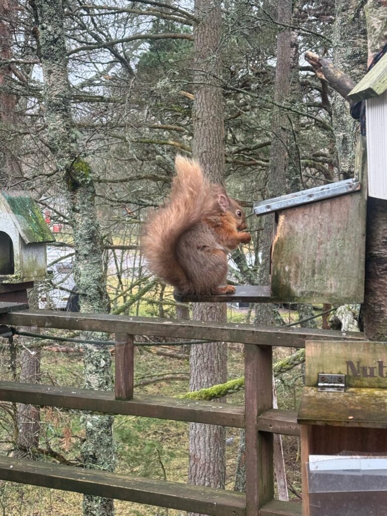 Also not a Pine Marten