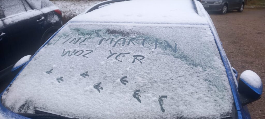 Pine Marten tracks